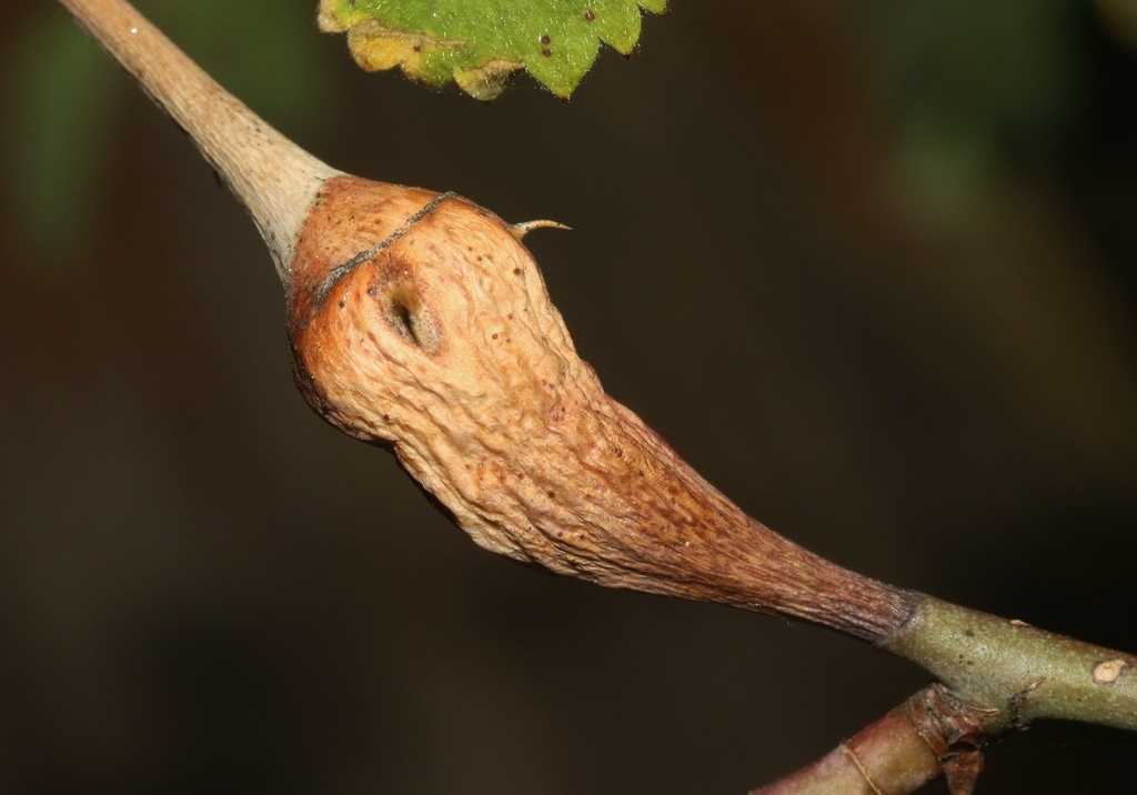 Diplolepis tuberculator