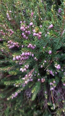Erica erigena, photograph (c) Tristan Haab, some rights reserved (CC BY)