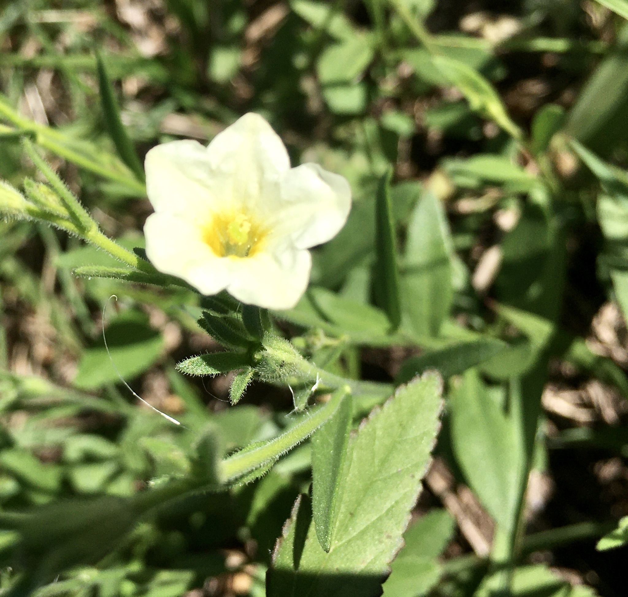 Bouchetia anomala