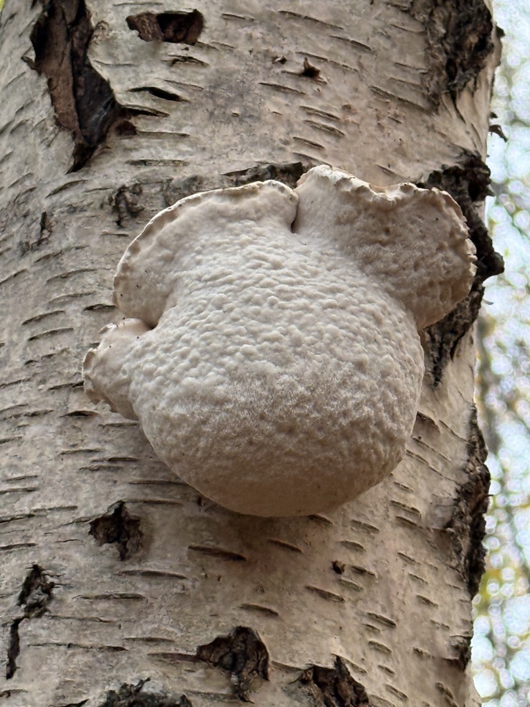 Fomitopsis betulina · November 2025 · photo: © cjoynson (iNaturalist, cc0)