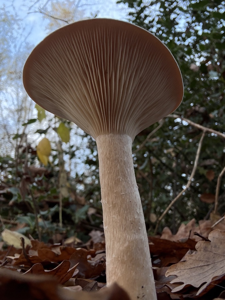 Infundibulicybe geotropa · November 2025 · photo: © cjoynson (iNaturalist, cc0)