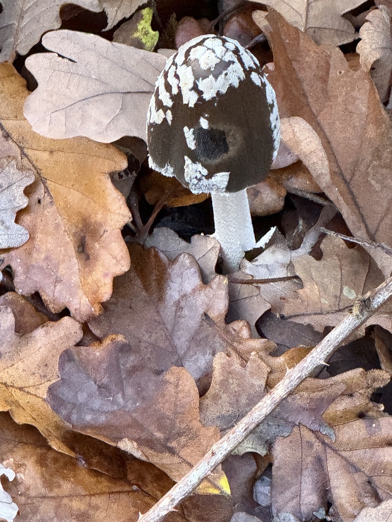 Coprinopsis picacea · November 2025 · photo: © cjoynson (iNaturalist, cc0)