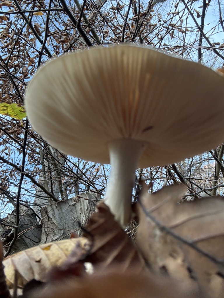 Amanita citrina · November 2025 · photo: © cjoynson (iNaturalist, cc0)