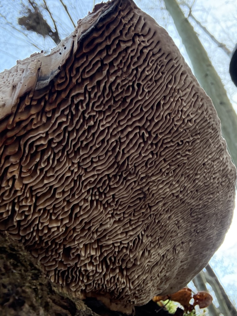 Fomitopsis quercina · November 2025 · photo: © cjoynson (iNaturalist, cc0)