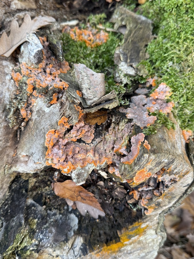 Phlebia radiata · November 2025 · photo: © cjoynson (iNaturalist, cc0)