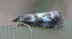 Catoptria maculalis