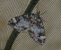 Dysstroma suspectata