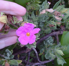 Cistus creticus eriocephalus