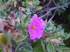 Cistus creticus eriocephalus