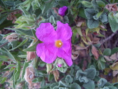 Cistus creticus eriocephalus