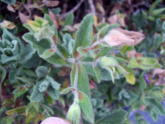 Cistus creticus eriocephalus