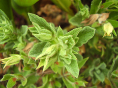 Cistus creticus eriocephalus