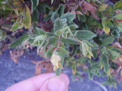 Cistus creticus eriocephalus