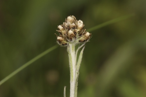 Antennaria pulcherrima, photograph 4