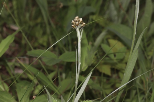 Antennaria pulcherrima, photograph 5