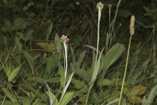 Antennaria pulcherrima, photograph 6