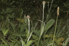 Antennaria pulcherrima, photograph (c) Dustin Snider, some rights reserved (CC BY)