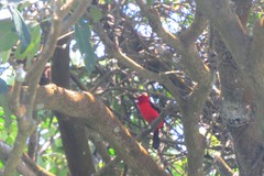 Ramphocelus bresilius