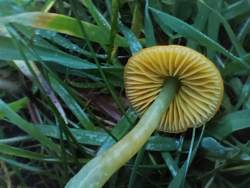 Gliophorus psittacinus · November 2025 · photo: © considerthelilies (iNaturalist, cc-by)