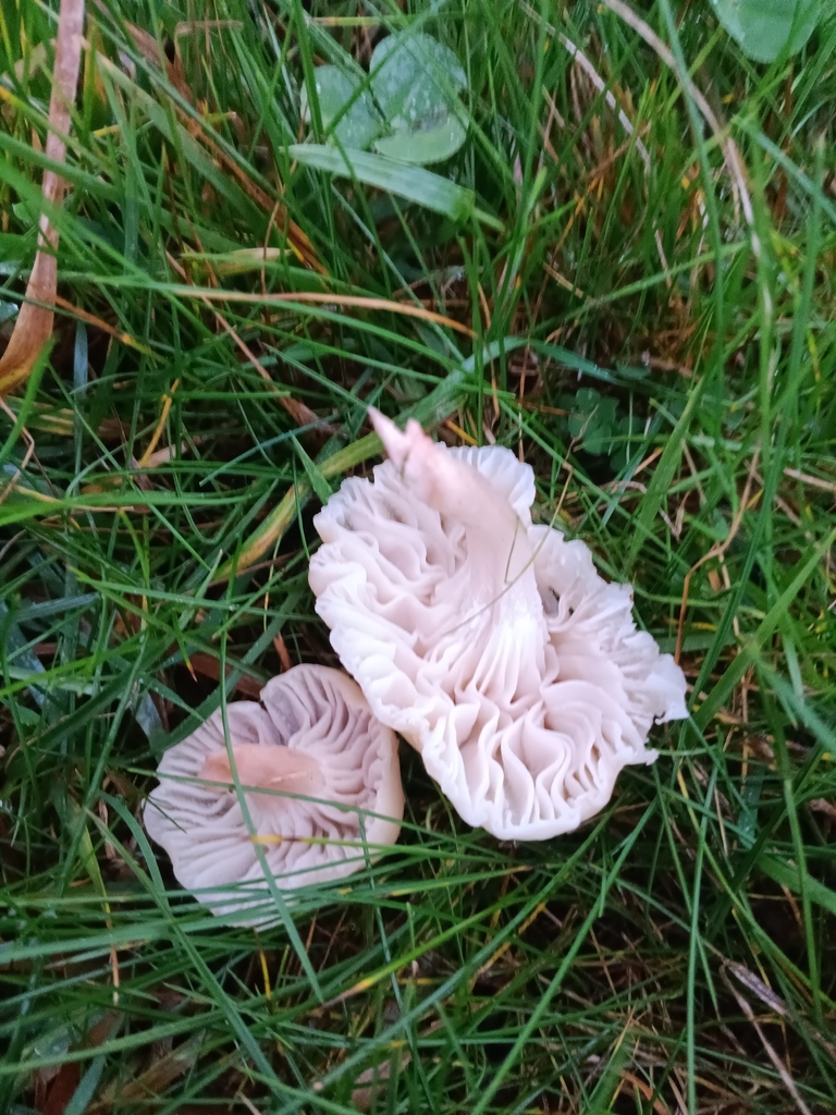 Cuphophyllus virgineus · November 2025 · photo: © considerthelilies (iNaturalist, cc-by)