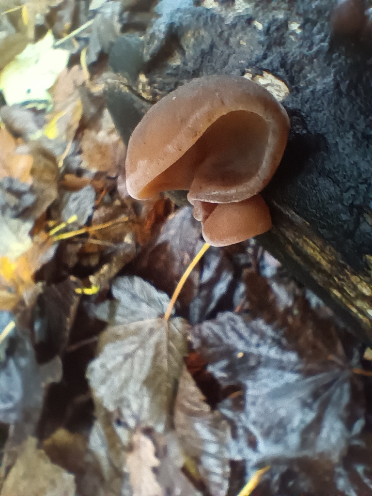Auricularia auricula-judae · November 2025 · photo: © considerthelilies (iNaturalist, cc-by)