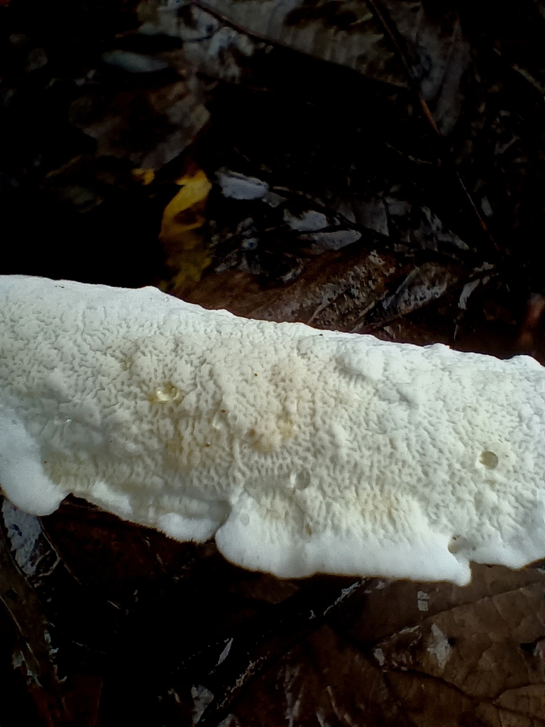 Byssomerulius corium · November 2025 · photo: © considerthelilies (iNaturalist, cc-by)