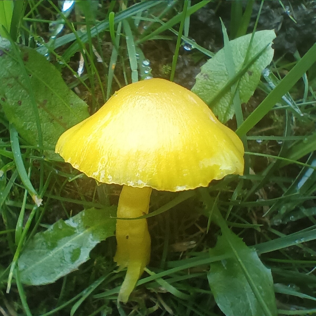 Hygrocybe ceracea · November 2025 · photo: © considerthelilies (iNaturalist, cc-by)