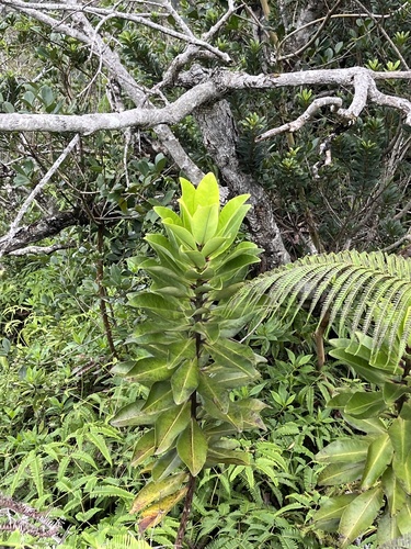 Ilex anomala observed 2025-11-11