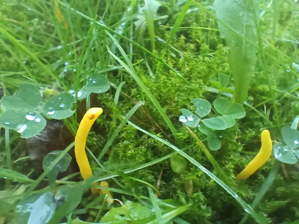 Clavulinopsis helvola · November 2025 · photo: © considerthelilies (iNaturalist, cc-by)