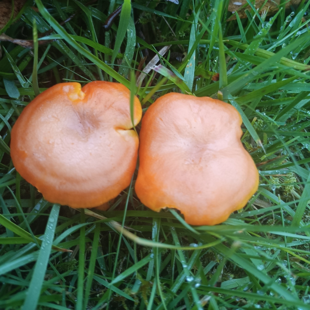 Hygrocybe reidii · November 2025 · photo: © considerthelilies (iNaturalist, cc-by)