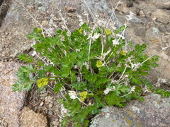Cymopterus hallii