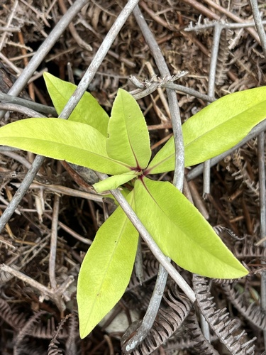 Myrsine lessertiana observed 2025-11-11