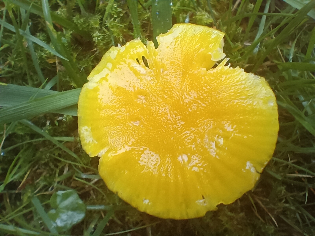 Hygrocybe ceracea · November 2025 · photo: © considerthelilies (iNaturalist, cc-by)