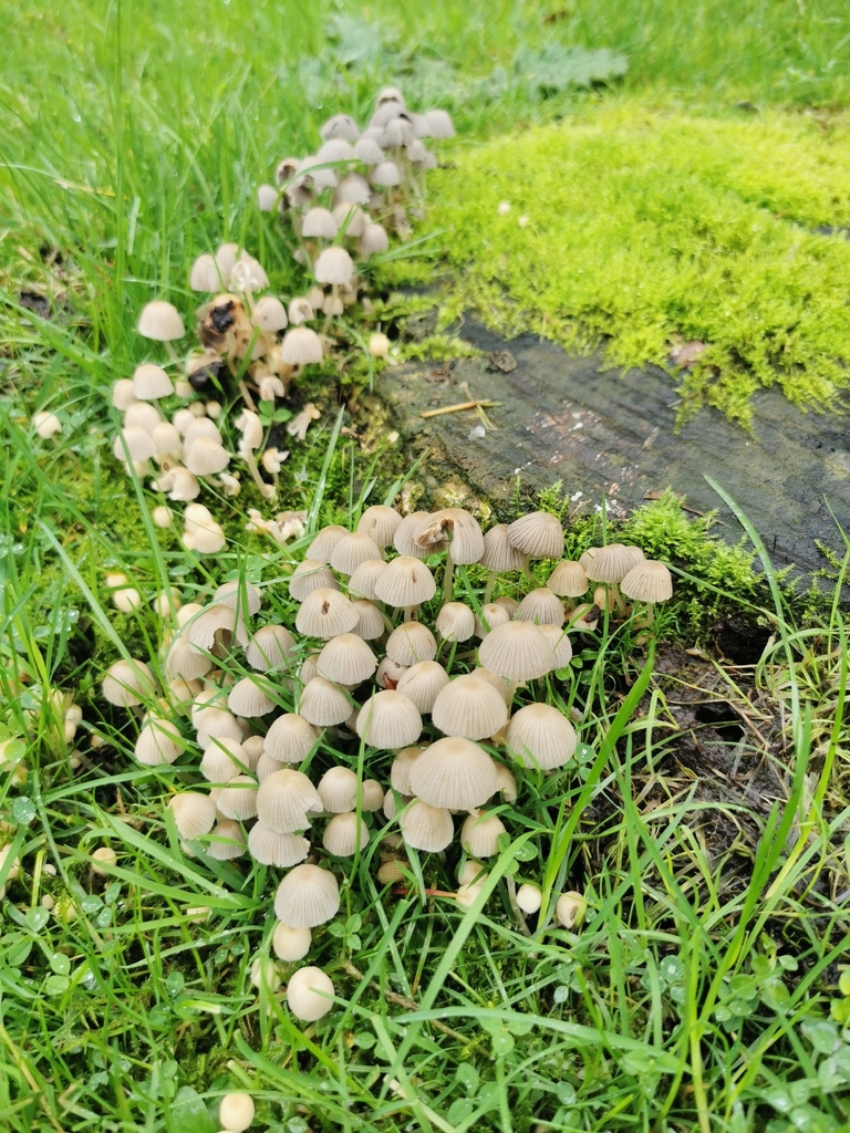 Coprinellus disseminatus · November 2025 · photo: © salemgt (iNaturalist, cc-by)