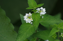 Lantana sprucei