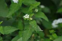 Lantana sprucei