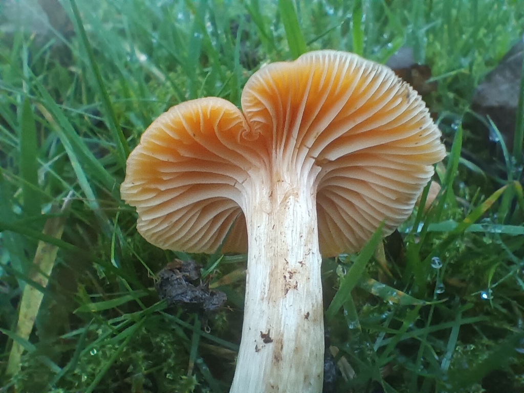 Cuphophyllus pratensis · November 2025 · photo: © considerthelilies (iNaturalist, cc-by)
