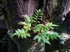 Asplenium decurrens
