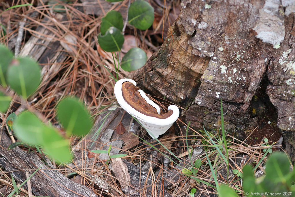 Ganoderma zonatum from Hog Hammock & Promontory Trail, Grassy Waters ...