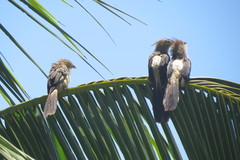 Guira guira