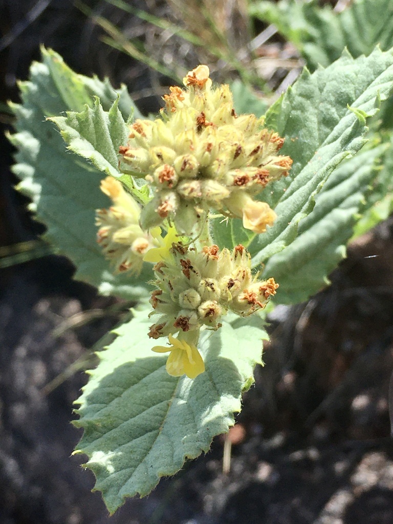 Waltheria communis