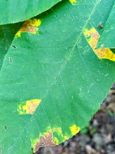 Unknown species found near Mableton, GA, USA