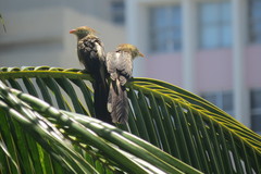 Guira guira