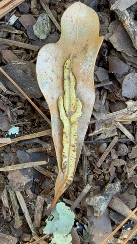 Unknown species found near Friar Tuck Rd, Fayetteville, GA, US