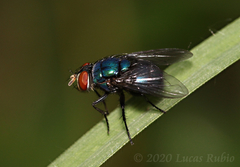 Lucilia eximia