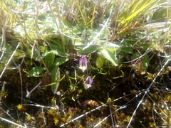 Carmichaelia uniflora