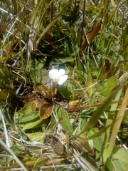 Mazus radicans