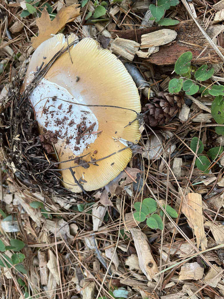 Amanita calyptroderma · November 2025 · photo: © rickr (iNaturalist, cc-by)