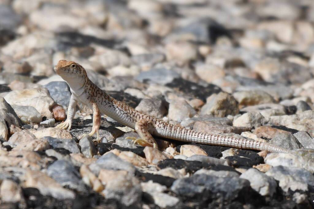 Acanthodactyle d'Audouin (Acanthodactylus scutellatus)