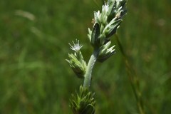 Elephantopus angustifolius